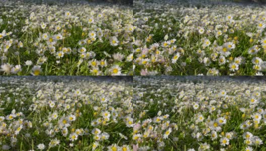 镜头滑过一片长满雏菊和毛茛的野花草地，以夏日和春天为背景。高清在线视频素材下载