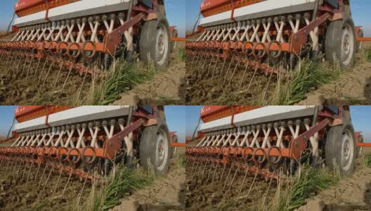 WS种植小麦种子高清在线视频素材下载
