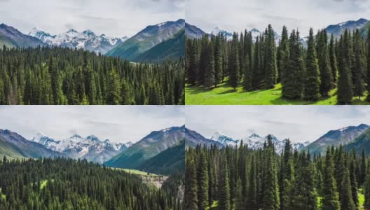 中国新疆绿色森林和雪山的航拍镜头。高清在线视频素材下载