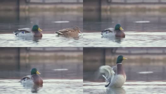 湖水上游着野鸭。观鸟的概念高清在线视频素材下载