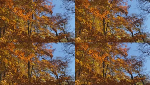 秋叶飘落在公园里。金黄色的树叶。高清在线视频素材下载