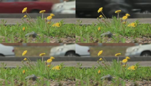 Dandelions是路边的一朵花。高清在线视频素材下载