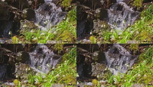 雪花莲生长在小溪边高清在线视频素材下载