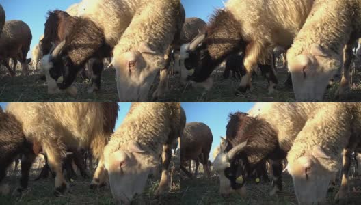 Sheeps高清在线视频素材下载