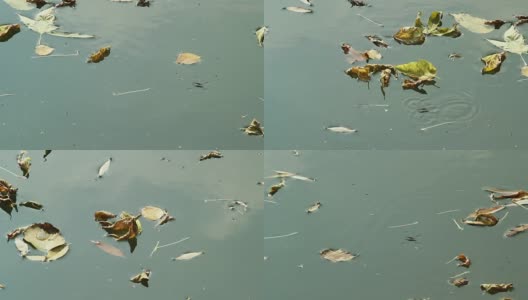 秋天的树叶和水漫游者漂浮在河里高清在线视频素材下载