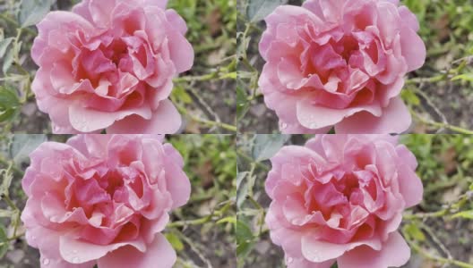 粉红玫瑰特写高清在线视频素材下载