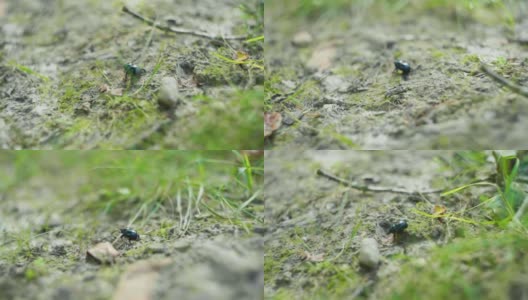 一只甲虫在草地上行走的4K电影镜头。（2）高清在线视频素材下载