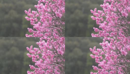 雪花飘落在梅花上。日本的冬季景观。高清在线视频素材下载