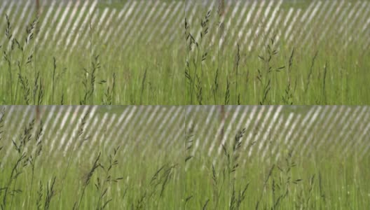 移动绿色的小麦像植物杂草和绿色植物在刮风阳光的日子，田野或田园诗般的草地。4 k。高清在线视频素材下载
