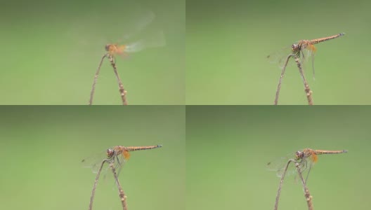 蜻蜓在行动高清在线视频素材下载