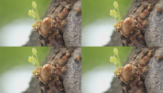 蜜蜂在树洞里工作高清在线视频素材下载