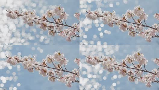 日本川口湖上美丽的樱花和淡淡的水景高清在线视频素材下载
