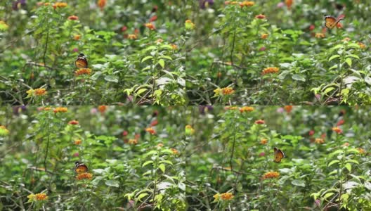 Slomo橙色蝴蝶飞在完美的姿态。高清在线视频素材下载