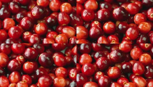 新鲜的蔓越莓高清在线视频素材下载