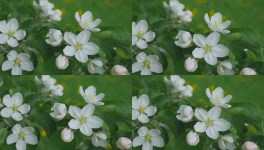 White flowers of apple-tree.高清在线视频素材下载
