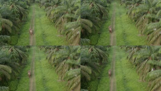令人惊叹的空中俯拍侏儒象独自行走在油棕榈种植园，无人机跟随动物沿着道路高清在线视频素材下载