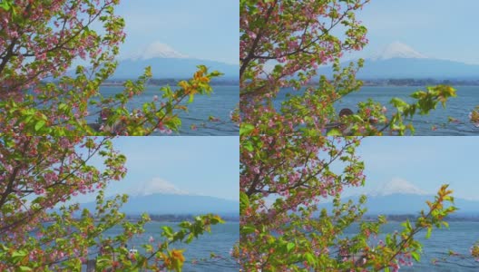 日本，川口湖和富士山通过盛开的樱花树高清在线视频素材下载