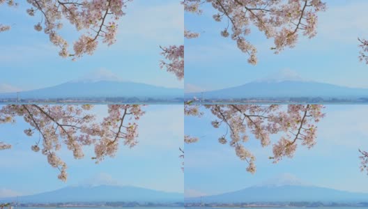 日本，川口湖和富士山通过盛开的樱花树高清在线视频素材下载