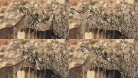 内华达州南部的沙漠鹿高清在线视频素材下载