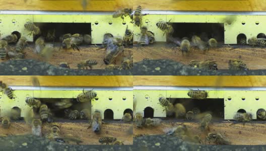 蜂箱里的蜜蜂特写高清在线视频素材下载