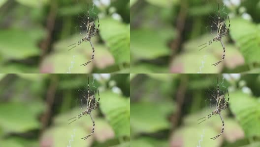 Argiope bruennichi。蜘蛛潜伏的猎物。高清在线视频素材下载