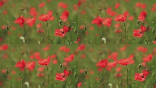 HD:美丽的红色罂粟花高清在线视频素材下载