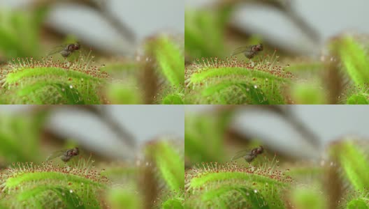 食虫植物高清在线视频素材下载