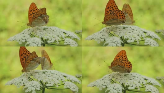 蝴蝶授粉的花高清在线视频素材下载