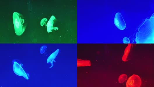 4K月亮水母水族馆高清在线视频素材下载