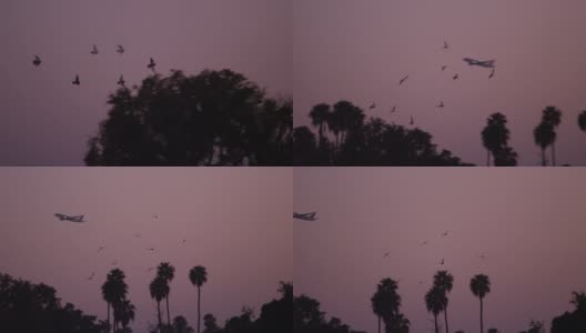 一群鸟飞过夜空，飞过一架正在起飞的飞机高清在线视频素材下载