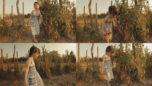一个小女孩向她的祖母学习如何摘西红柿。真实的人，乡村场景，。镜头光晕，特殊角度，GoPro。高清在线视频素材下载