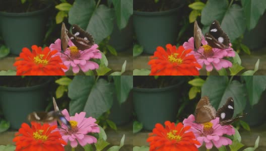伟大的Egg-fly蝴蝶高清在线视频素材下载