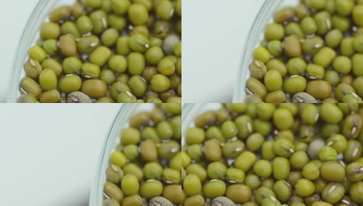 淘洗:绿豆种子在培养皿中高清在线视频素材下载