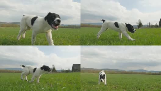 小狗在田野上奔跑高清在线视频素材下载