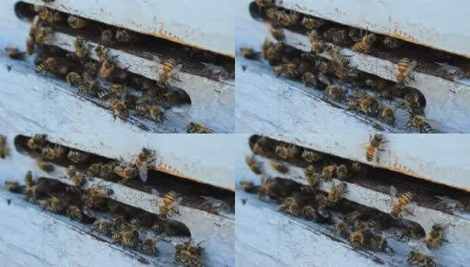 蜂箱里的蜜蜂高清在线视频素材下载