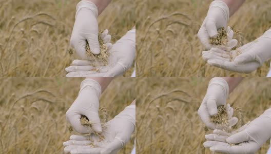 农业专家在收割前对大麦进行质量检查高清在线视频素材下载