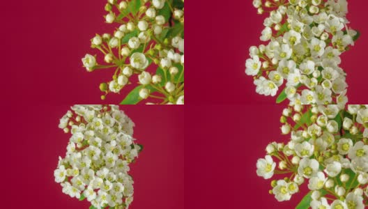 红色背景下的桑苹果花的4k时间间隔。山楂盛开的花朵。高清在线视频素材下载
