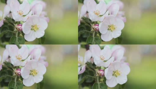 蜜蜂在花园里采集苹果花上的花粉。授粉的花朵。间隔拍摄。高清在线视频素材下载