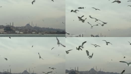 海鸥在亚洲和欧洲之间的伊斯坦布尔轮渡后面飞翔。海鸥在横跨博斯普鲁斯海峡的渡船后面飞翔高清在线视频素材下载
