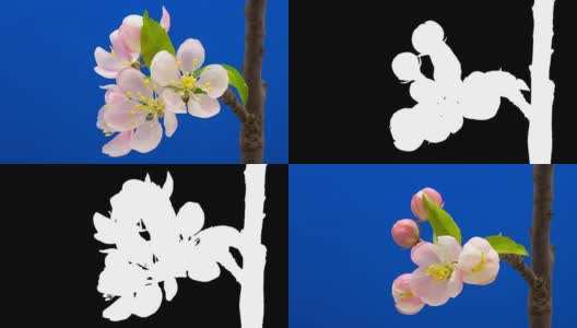 野生苹果树花在蓝色背景下生长的高清时间间隔。盛开的花上色度键背景，剪下背景高清在线视频素材下载