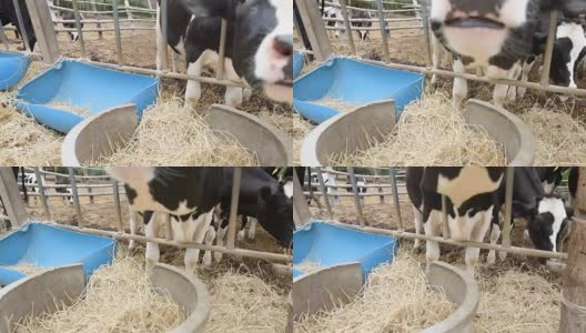 泰国农村当地农场的牛在吃稻草高清在线视频素材下载