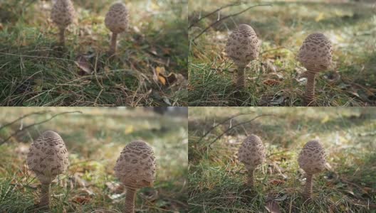 森林里的阳伞蘑菇高清在线视频素材下载