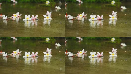 泰国雨季的雨滴落在绿叶上高清在线视频素材下载