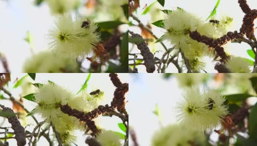 白花里的蜜蜂高清在线视频素材下载