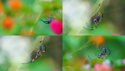 Nephila inaurata -留尼汪岛高清在线视频素材下载