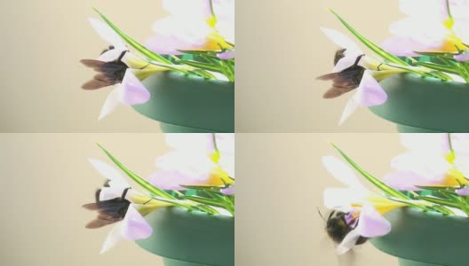大黄蜂钻进了花里高清在线视频素材下载