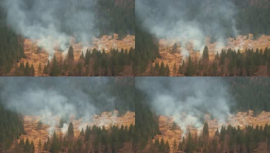 森林中的烟雾高清在线视频素材下载