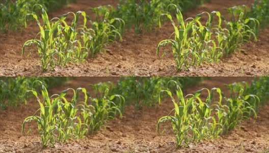 玉米地里成排的玉米幼苗高清在线视频素材下载
