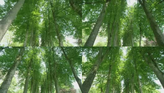 阳光灿烂的日子里，林荫道上的树木高清在线视频素材下载