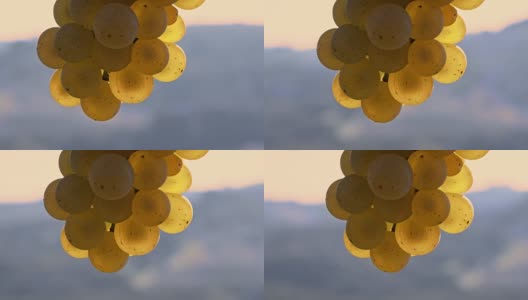 DS微距拍摄的白葡萄高清在线视频素材下载